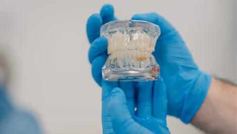 Dentist holding a dental implant model